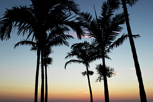Palms stock photo containing palm and trees
