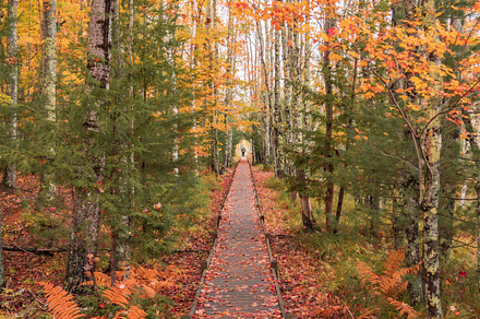 Tunnel of Fall