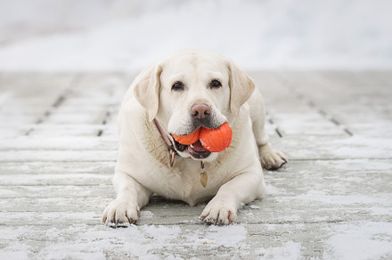 Labrador fun and games outdoors duri, an Animal Photo by AlexBush
