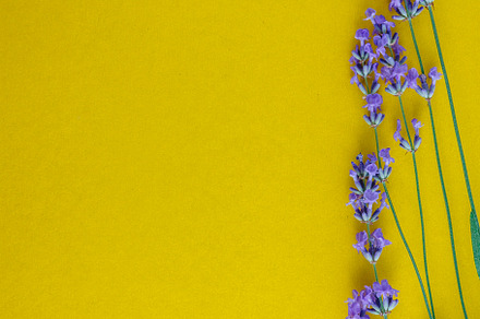 bouquet of fresh lavender flowers on a bright yellow background,, a Nature Photo by TanaCh