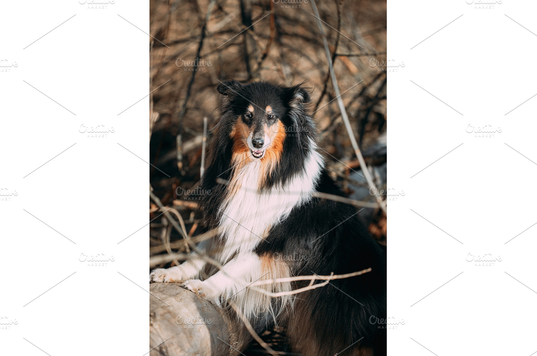 Rough Collie standing dignified on, an Animal Photo by Our Amazing World