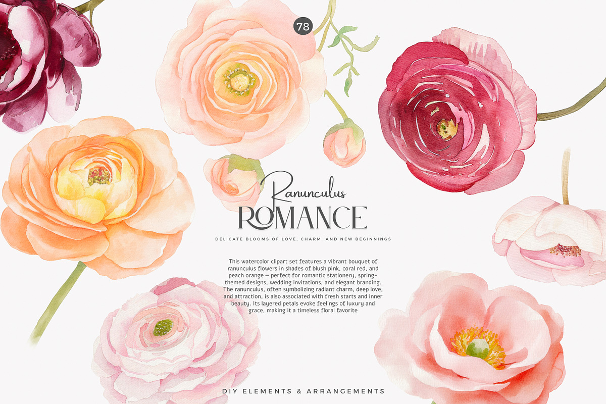 watercolor ranunculus clipart set, a Decorative Illustration by Patishop Art (Photo 3 of 10)