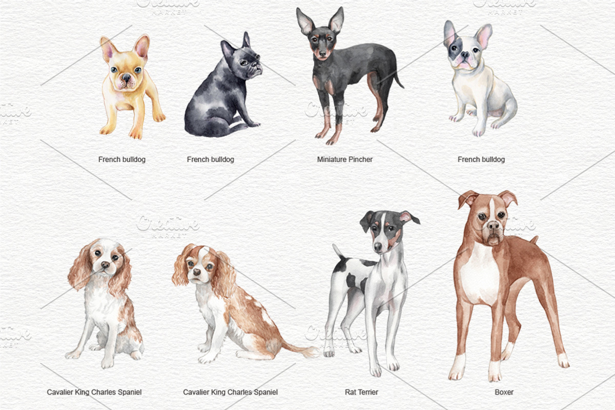 Dogs portrait clipart set, an Animal Illustration by Colibri Watercolor (Photo 3 of 6)