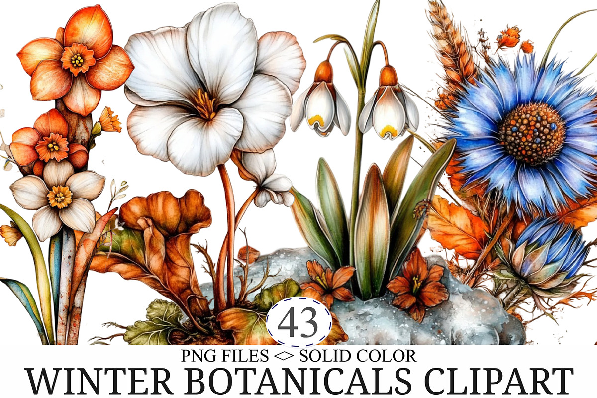 Winter Botanicals Watercolor Clipart, an Illustration by designcity5 (Photo 1 of 5)