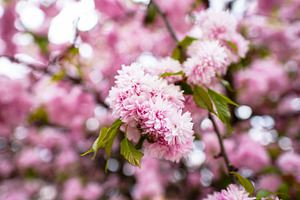 Sakura containing sakura, cherry, and blossom, a Nature Photo by Nazar Hrabovyi