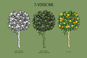Yuzu - Citrus Fruit and Patterns, a Food Illustration by Yevheniia (Thumbnail 5 of 12)