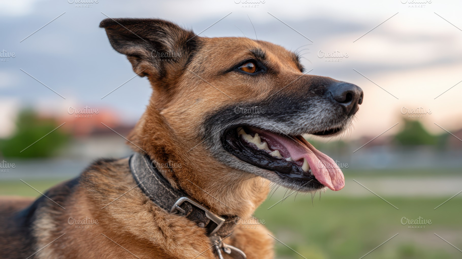 Cute shepherd dog enjoying a sunset, an Animal Photo by AlyaAnd