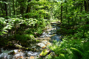 Small forest stream along Kamikochi hiking trail, Japan, a Nature Photo by GoodGoods