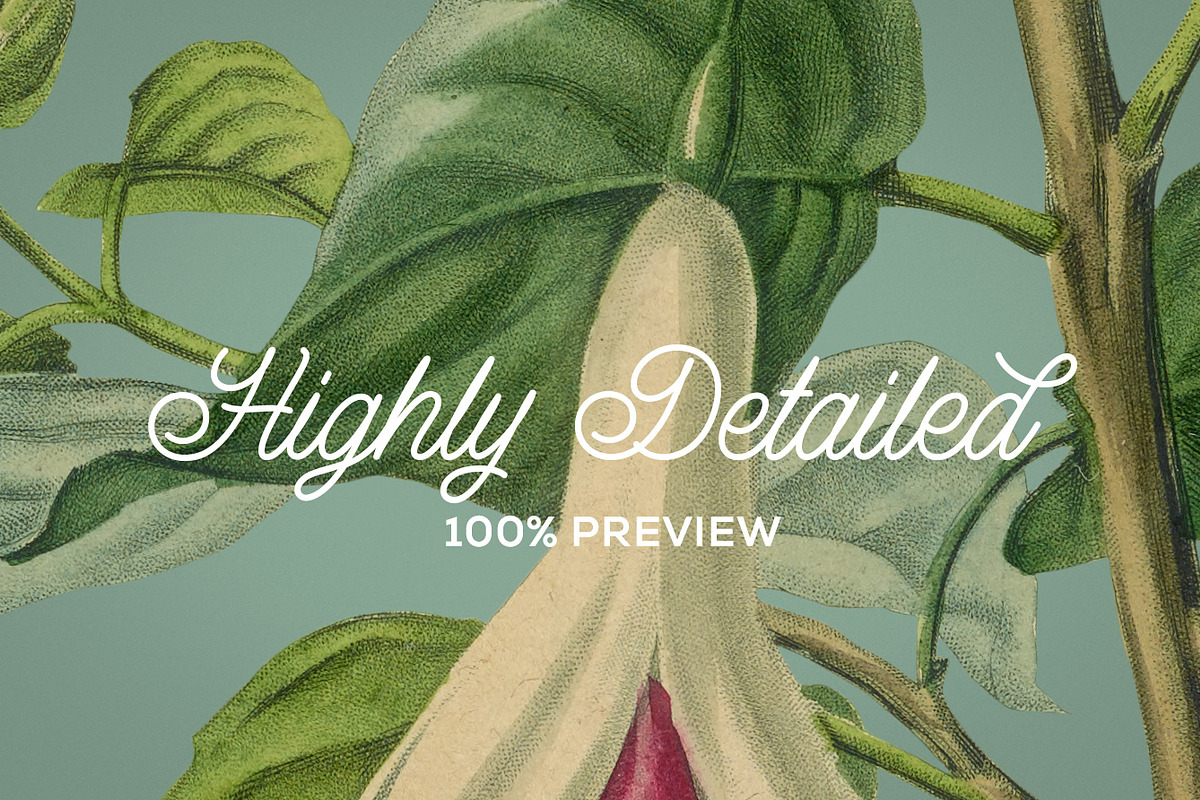 Vintage Illustrations of Flowers, an Illustration by Graphic Goods (Photo 2 of 9)