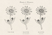 Plants & Flowers Collection, a Decorative Illustration by Sinclair Creative Agency (Thumbnail 7 of 8)