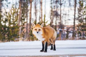 Fox on snowy mountain road stock photo