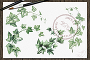 Ivy Watercolor Illustration, a Decorative Illustration by DioFlow (Thumbnail 3 of 5)