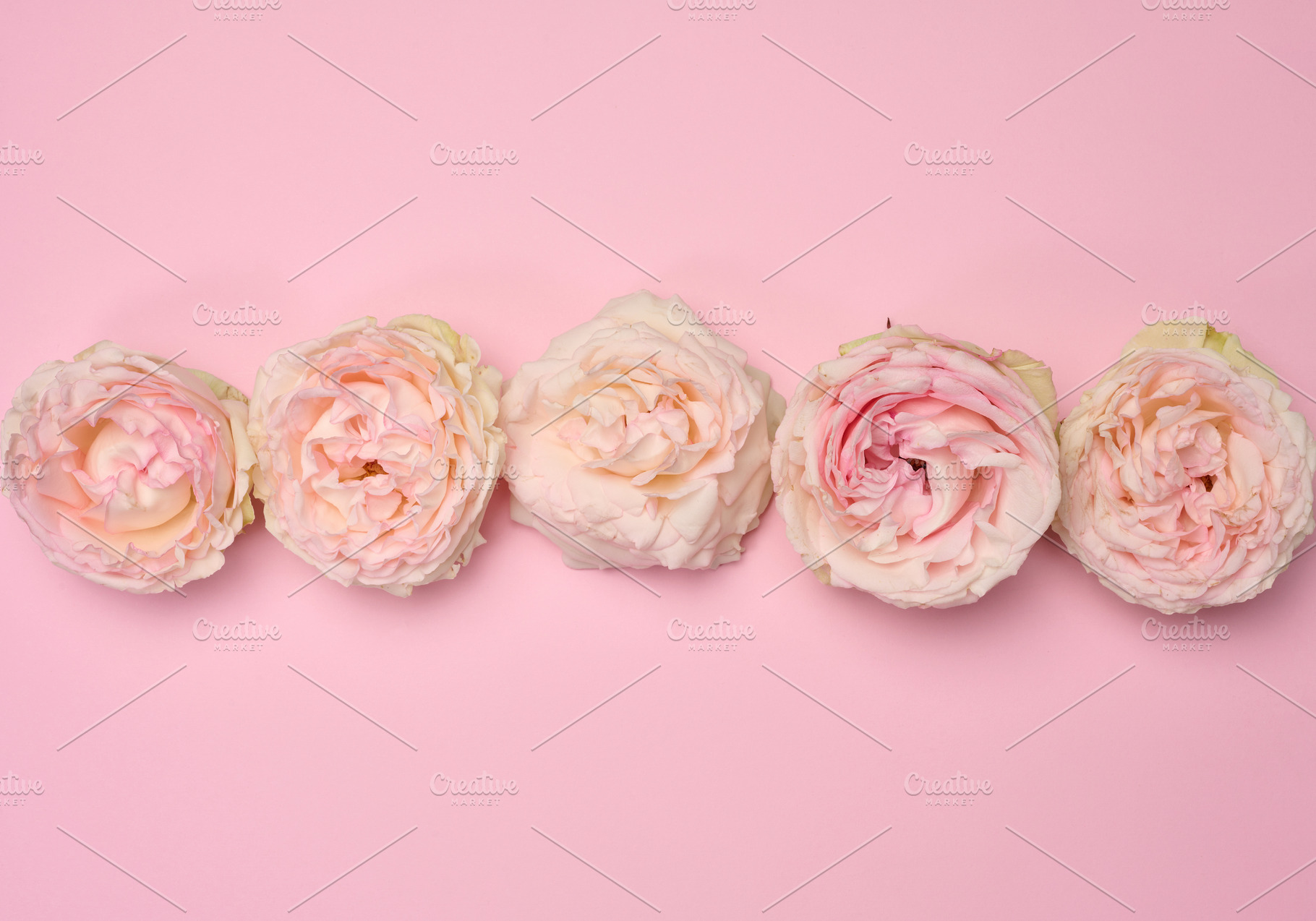 Blooming buds of pink roses on a pink background, composition, a Holiday Photo by ndanko
