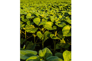 Perspective view of sunflower plants, an Industrial Photo by volodymyrshtun13795