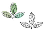 Vector Plant & Leaf Graphics, a Background Graphic by Dorey Kronick Art&Design (Thumbnail 10 of 19)