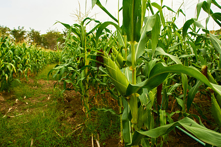 green maize corn close up, an Industrial Photo by 1981 Rustic studio kan