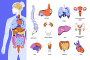 Human body anatomy, internal organs, a Healthcare Illustration by PaperTrident (Thumbnail 1 of 3)