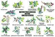 Native tree species in the USA, a Seasonal Illustration by FITALARTSNEDIGI (Thumbnail 2 of 7)