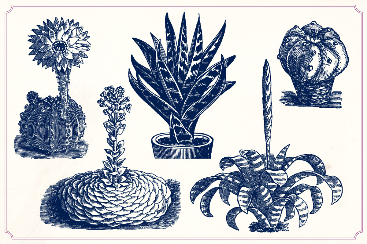 Vintage Cacti and Succulents, an Object Illustration by Mr Vintage (Photo 8 of 11)