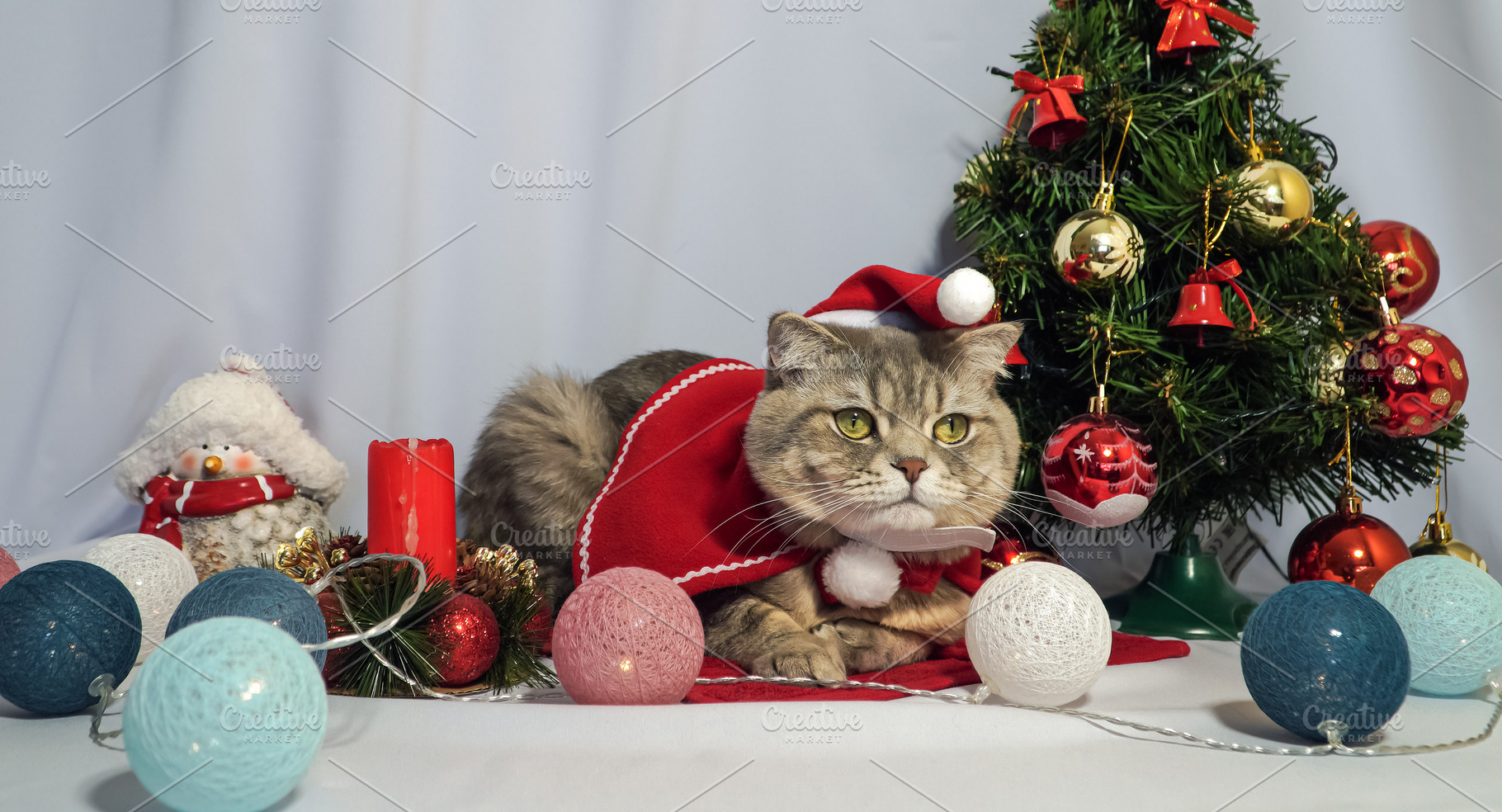 Christmas cat., an Animal Photo by TatsianaSalauyova