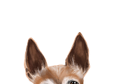 Dog Illustrations - Hand painted, an Animal Illustration by Papaya (Thumbnail 2 of 7)