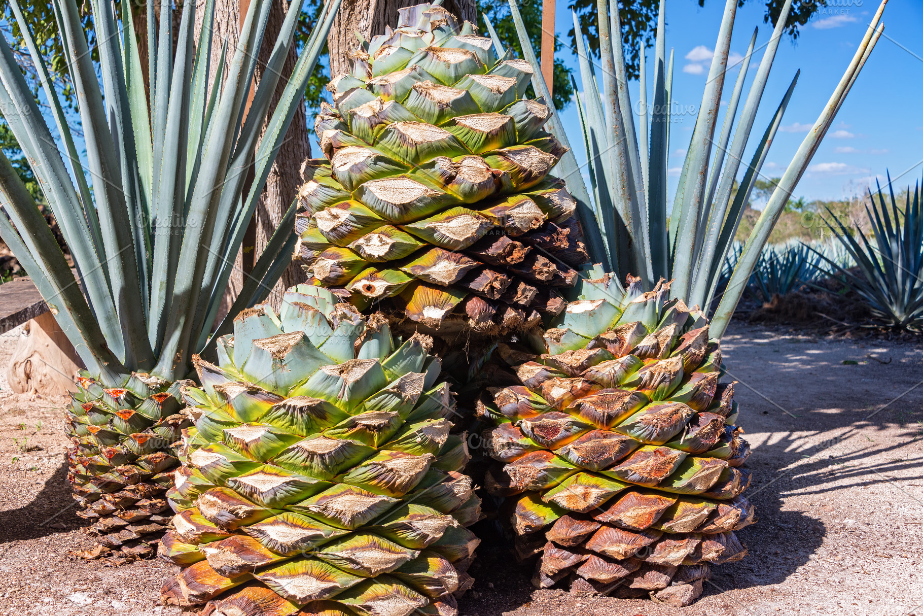 Blue Agave Pineapples, a Food & Drink Photo by JK Travel Photos