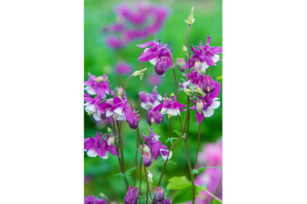 Aquilegia blooms in the garden, a Nature Photo by yanadjana