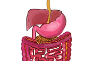 Biology & Anatomy goodnotes stickers, an Education Illustration by Noorist (Thumbnail 9 of 32)