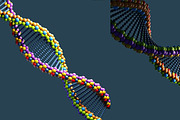 DNA, an Animal 3D Model by Giimann (Thumbnail 4 of 5)