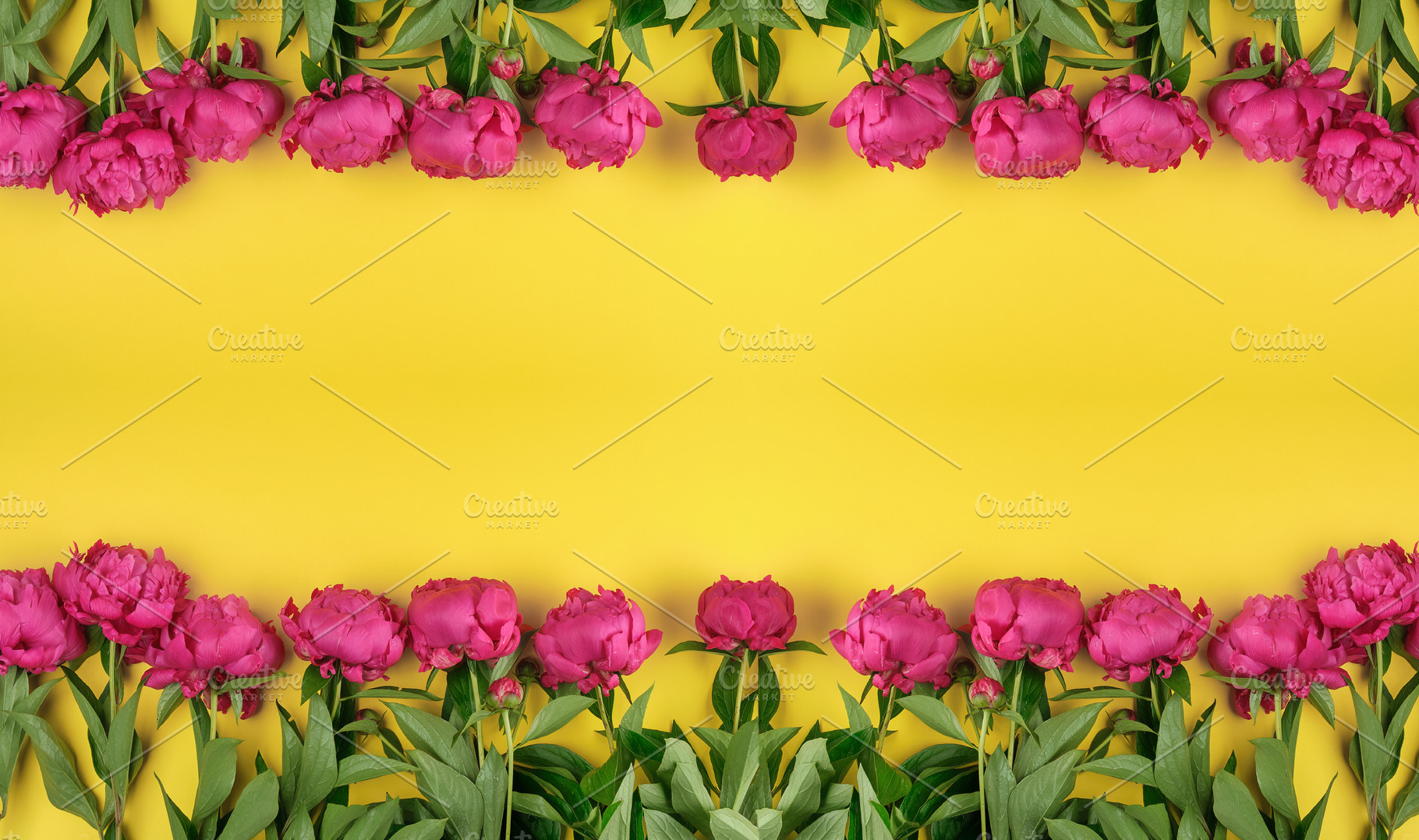 Bright pink peonies with green leaves on a yellow background, a Background Photo by ndanko
