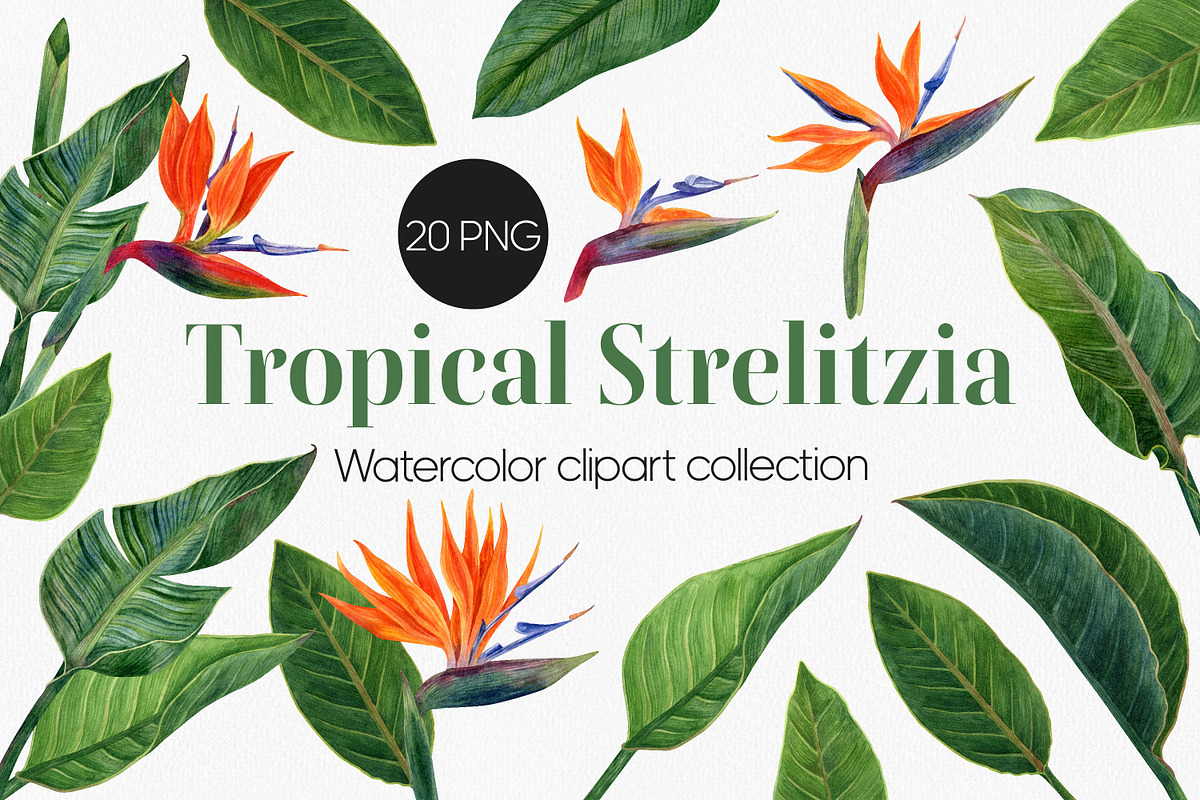 Strelitzia Tropical Watercolor PNG, a Decorative Illustration by Anntre (Photo 1 of 6)