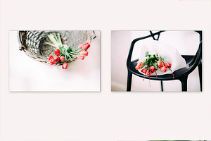 Tulips stock photo series