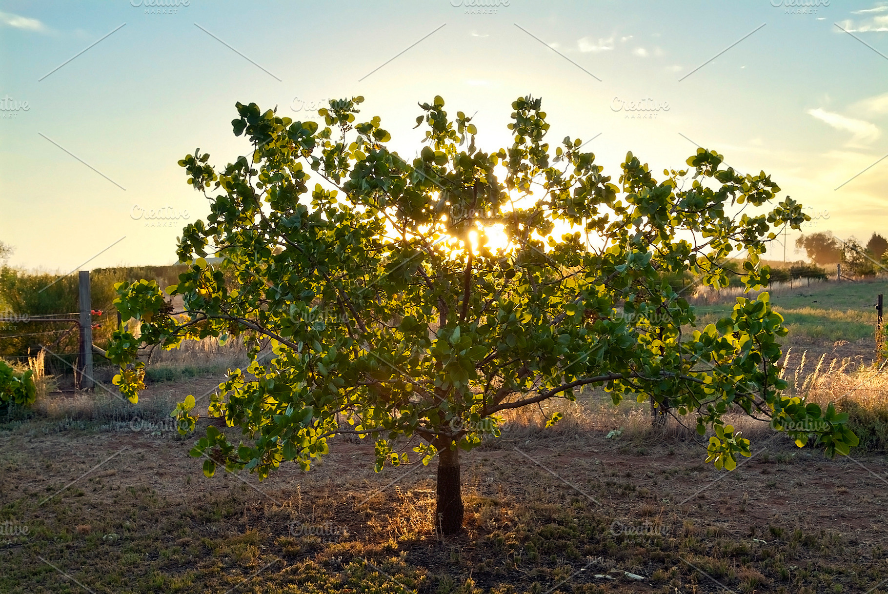 Glowing Tree, a Nature Photo by THP Creative