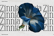 Anyelir Display - Condensed Serif, a Serif Font by Magnolitype (Thumbnail 17 of 21)