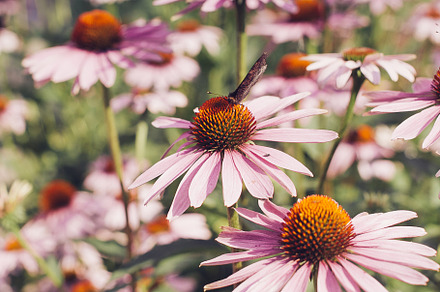 Echinacea flowers featuring background, beautiful, and beauty
