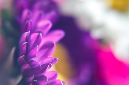 Petals purple-lilac aster flower with a yellow middle. Blur and, a Nature Photo by TanaCh