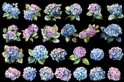Hydrangea clipart, blue watercolor, a Decorative Illustration by ElenazlataArt (Thumbnail 3 of 8)