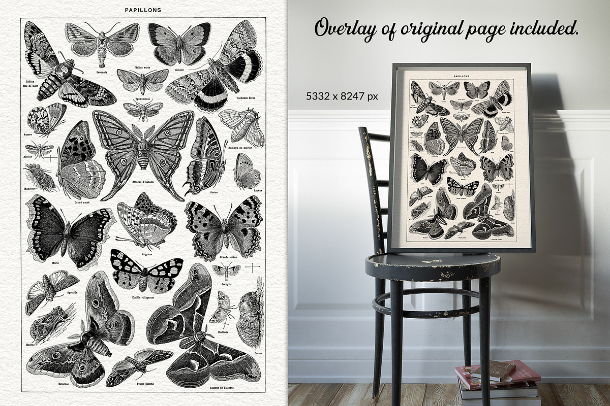 Les Papillons No 1, an Animal Illustration by French Kiss Collections (Photo 3 of 7)