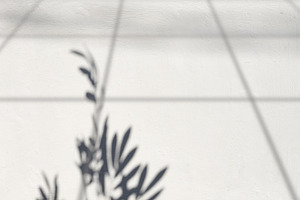 Abstract shadow of a plant branch and geometric lines on a white, an Abstract Photo by ndanko