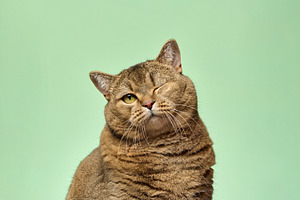 Shorthair gray cat with winking eye looking straight at camera o, an Animal Photo by ndanko