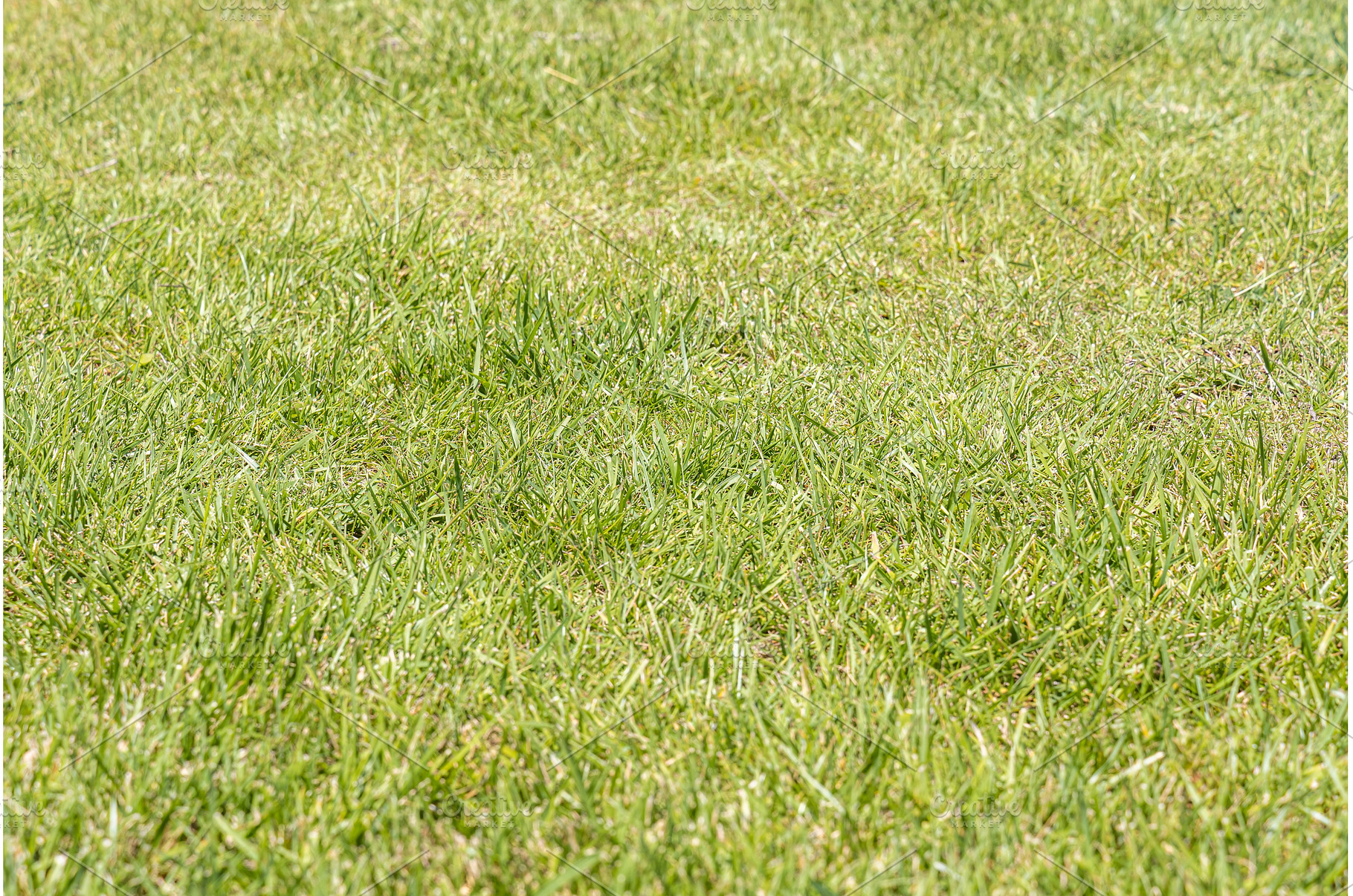 Horizontal photo of green lawn grass, a Nature Photo by Illustrations&photos