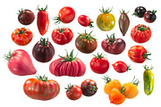 Heirloom tomatoes, an Object Graphic by Hortimages (Thumbnail 1 of 2)