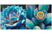 Succulent Floral Flower Nature, a Background Graphic by IrySha (Thumbnail 5 of 6)