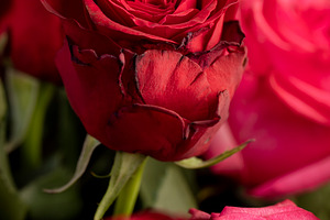 roses with a pleasant red and pink color in a bouquet for a gift, cut rose flow, a Photo by rsoollAI