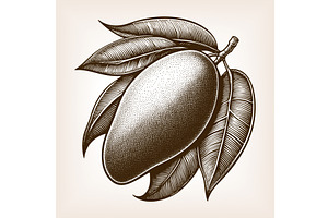 mango fruit with leaves engraving, a Food Illustration by AlexArt