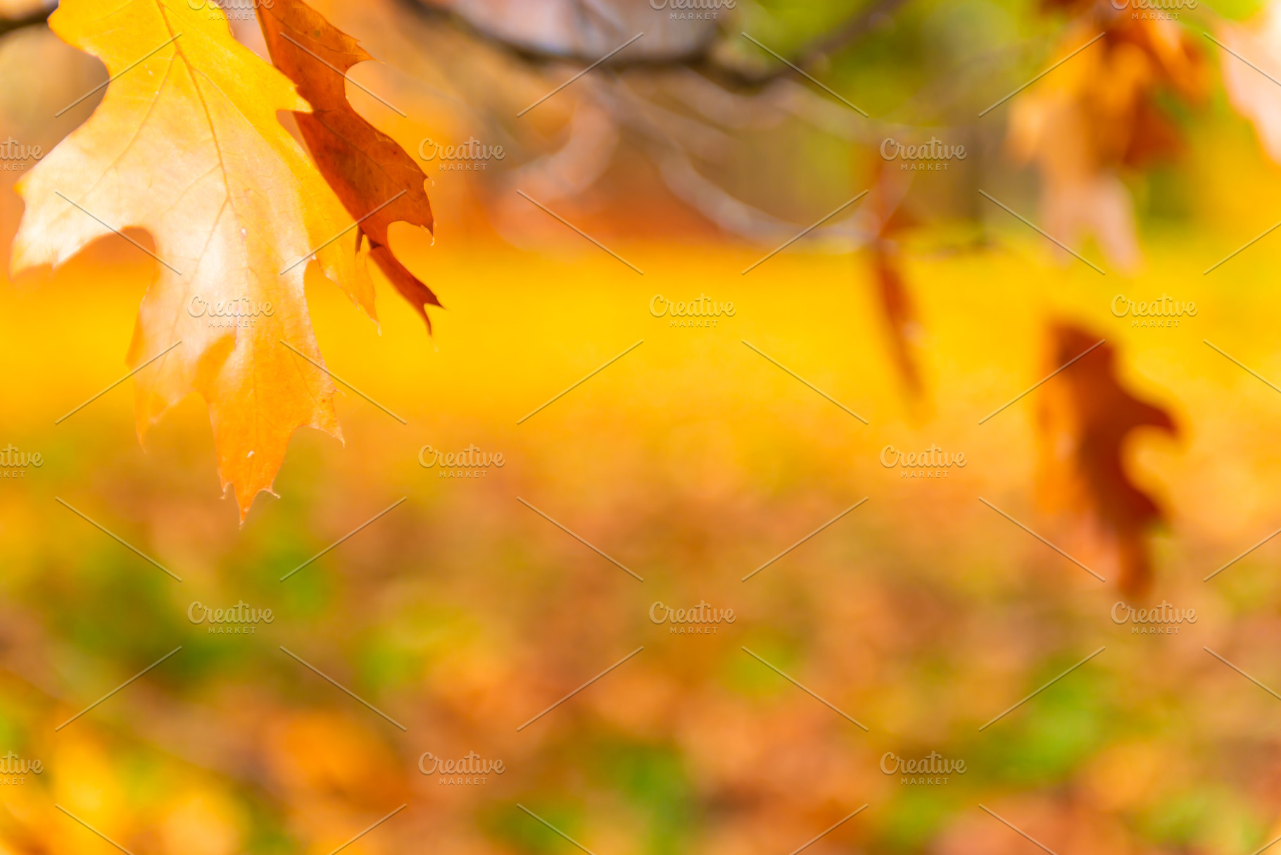 Autumn leaves in autumn park, a Nature Photo by Vapi