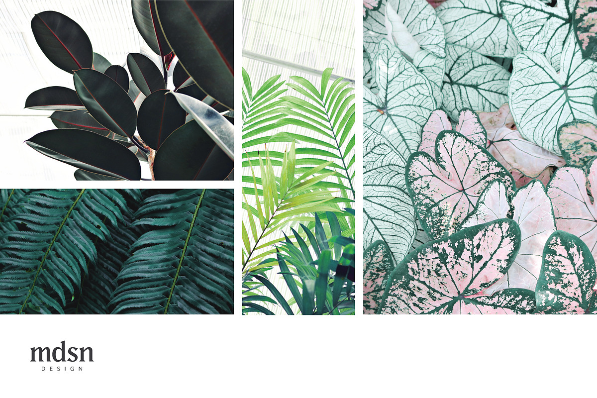 Tropic | Tropical Green Photo Bundle, a Nature Photo by MDSN Design (Photo 4 of 16)