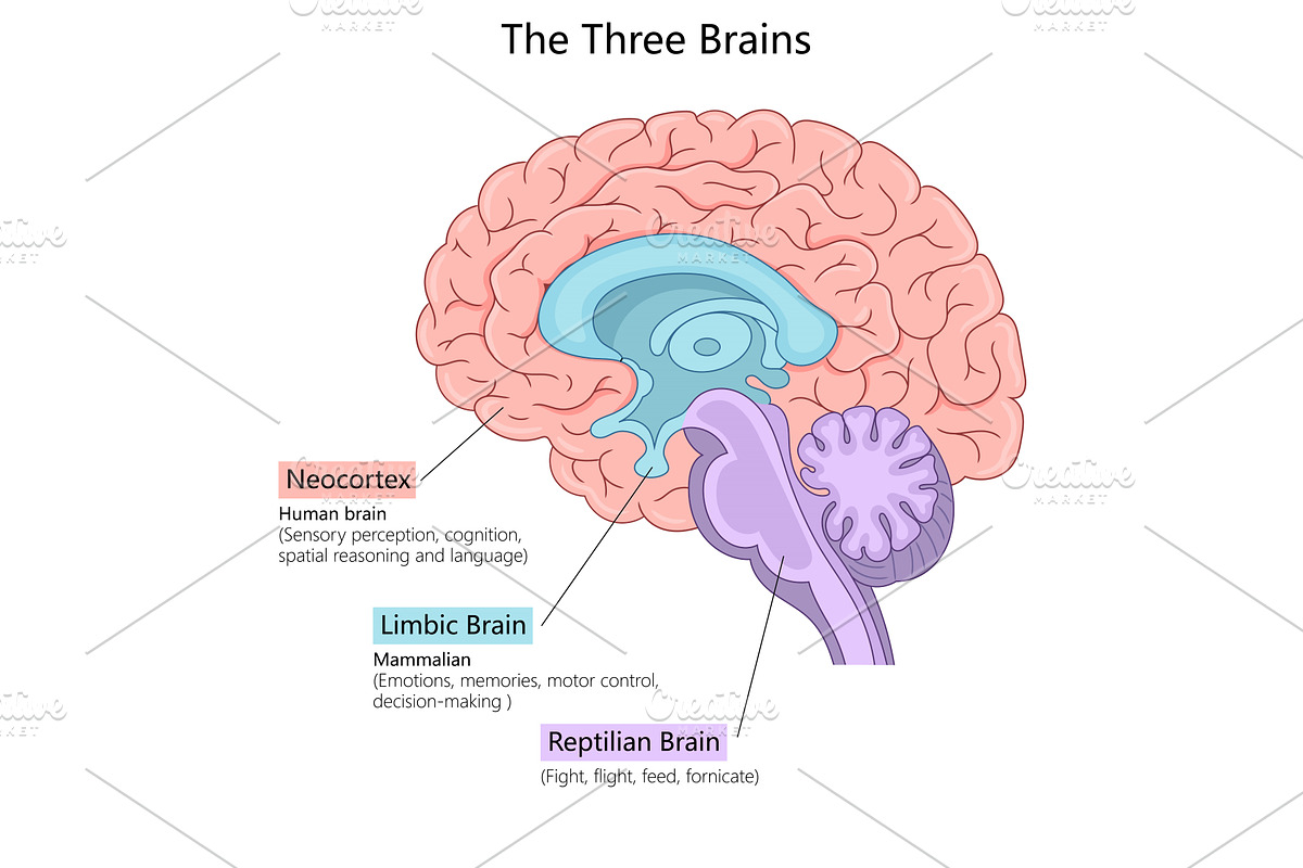 Three Brains of Human Anatomy, a Healthcare Illustration by AlexArt