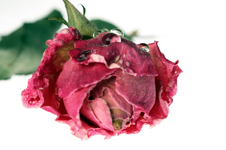 Pink Rose Containing Orchid Flower And Pink preview 5