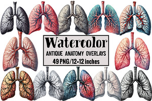 Antique Anatomy Overlays, an Illustration by Design Market